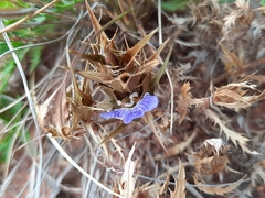 Blepharis subvolubilis