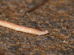 Argonemertes australiensis