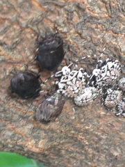 Discocephalinae