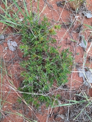 Blepharis subvolubilis