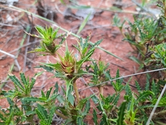 Blepharis subvolubilis