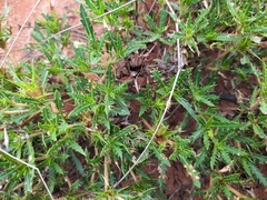 Blepharis subvolubilis