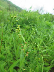 Vincetoxicum pycnostelma