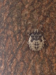 Discocephalinae