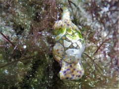 Lamprohaminoea cymbalum