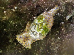 Lamprohaminoea cymbalum