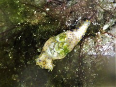 Lamprohaminoea cymbalum