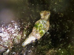 Lamprohaminoea cymbalum