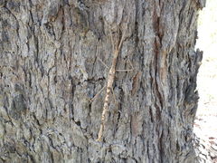 Acrophylla enceladus