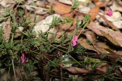 Swainsona brachycarpa