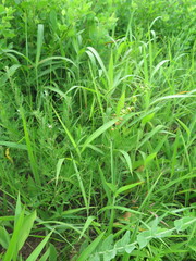 Vincetoxicum pycnostelma