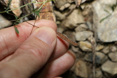 Swainsona brachycarpa