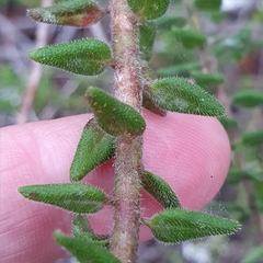 Prostanthera densa