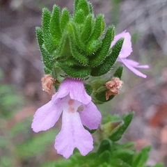 Prostanthera densa