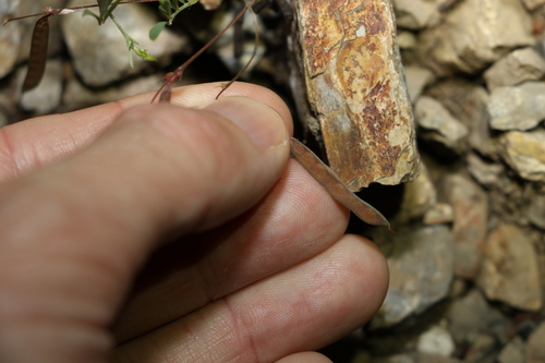 Image of Tephrosia filipes by (c) Greg Tasney, some rights reserved (CC BY-SA)