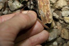 Swainsona brachycarpa
