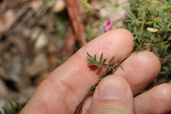 Swainsona brachycarpa