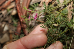 Swainsona brachycarpa