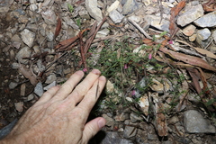 Swainsona brachycarpa