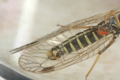 Ornatoraphidia flavilabris