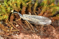 Ornatoraphidia flavilabris