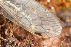 Ornatoraphidia flavilabris