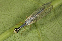 Ornatoraphidia flavilabris