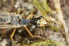 Ornatoraphidia flavilabris