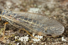 Ornatoraphidia flavilabris