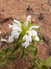Leucas sexdentata