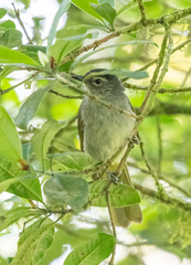 Arizelocichla nigriceps