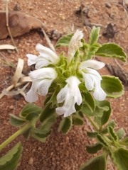 Leucas sexdentata