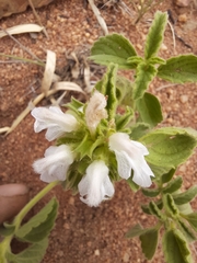 Leucas sexdentata