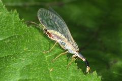 Ornatoraphidia flavilabris