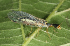 Ornatoraphidia flavilabris