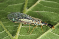 Ornatoraphidia flavilabris