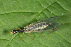 Ornatoraphidia flavilabris