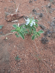 Leucas sexdentata