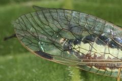 Ornatoraphidia flavilabris