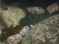 Aplodactylus lophodon