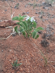 Leucas sexdentata