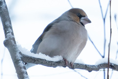 Coccothraustes coccothraustes