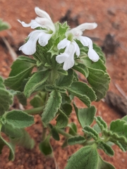 Leucas sexdentata