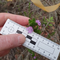 Prostanthera densa