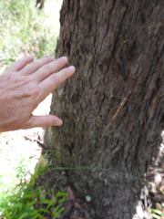 Acrophylla enceladus