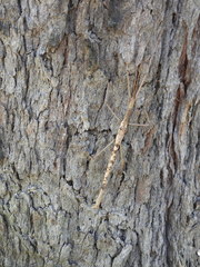 Acrophylla enceladus