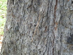 Acrophylla enceladus