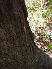 Acrophylla enceladus