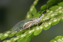 Ornatoraphidia flavilabris