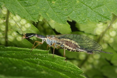 Ornatoraphidia flavilabris
